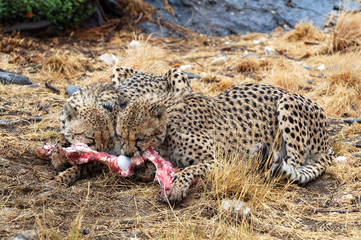 Naklejka na ściany i meble Wonderful eating wild African Cheetahs in the savannah of Namibia