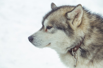 Husky dog