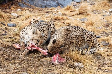 Hunting Cheetahs in the savannah of Namibia