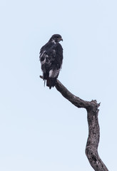 Raptor
