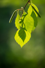 green birch leaves