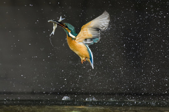 Kingfisher (Alcedo atthis) in flight carrying fish, Balatonfuzfo, Hungary, January 2009.WWE OUTDOOR EXHIBITION.