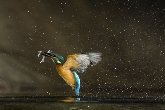 Kingfisher (Alcedo atthis) flying out of water carrying fish, Balatonfuzfo, Hungary, January 2009