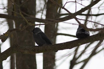 Pair of black birds - raven jackdaws on the tree branches close up