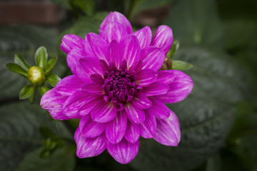 dahlia