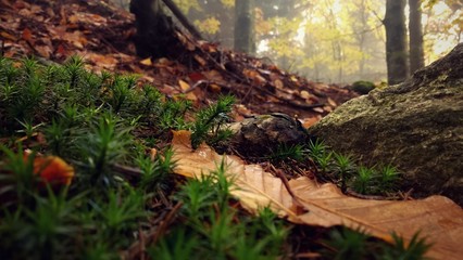 Mist in the woods and mountains during autumn. Slovakia