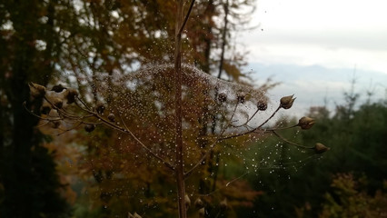 Water droplets on spider web. Slovakia