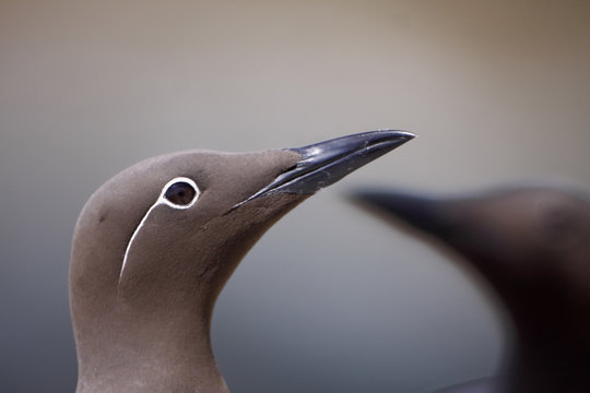 Common guillemot (Uria aalge) bridled form, Saltee Islands, County Wexford, Ireland, June 2009
