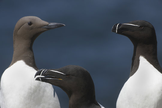 Two Razorbills (Alca torda) and a Common guillemot (Uria aalge) Saltee Islands, County Wexford, Ireland, June 2009