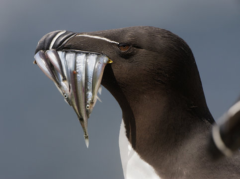 Razorbill (Alca torda) with sandeels in beak, Saltee Islands, County Wexford, Ireland, June 2009