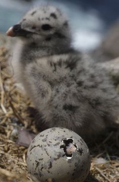 Greater black backed gull (Larus marinus) egg hatching near a chick, Saltee Islands, County Wexford, Ireland, June 2009