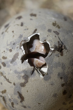 Greater black backed gull (Larus marinus) egg hatching, Saltee Islands, County Wexford, Ireland, June 2009. WWE INDOOR EXHIBITION Wild Wonders kids book.