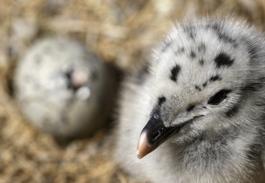 Greater black backed gull (Larus marinus) chick near a hatching egg, Saltee Islands, County Wexford, Ireland, June 2009