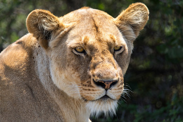 Obraz na płótnie Canvas Lioness Portrait