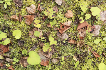 Beautiful bright green forest