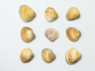 Different shells on a white background.
