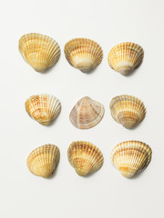 Different shells on a white background.