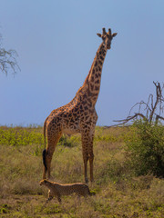 Giraffe and Cheetah