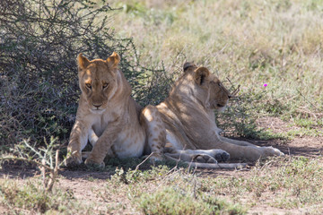 Fototapeta na wymiar Two Male Cub Lion