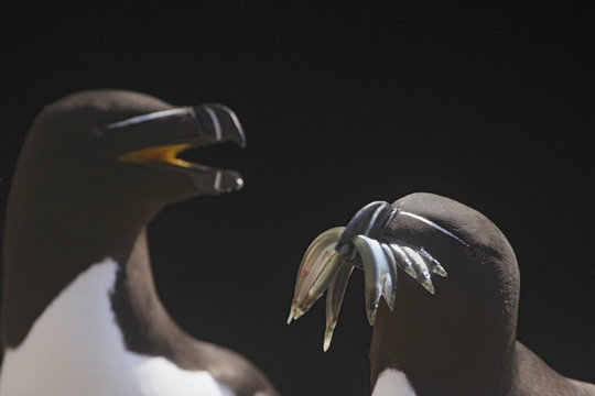 Razorbill (Alca torda) with fish in beak, Saltee Islands, County Wexford, Ireland, June 2009