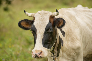 Cows graze in the meadow