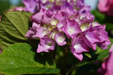 Hydrangea macrophylla - Beautiful bush of hydrangea flowers in a garden
