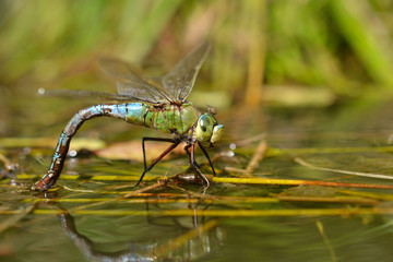 Laying dragonflies