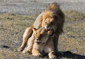 Lions Mating