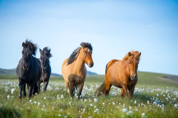 Foto auf Acrylglas Islandpferde. Das Islandpferd ist eine in Island entwickelte Pferderasse. Obwohl die Pferde klein sind, manchmal ponygroß, wird es in den meisten Registern für Isländer als Pferd bezeichnet. © JuliusKielaitis