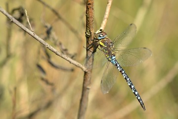 Dragonfly