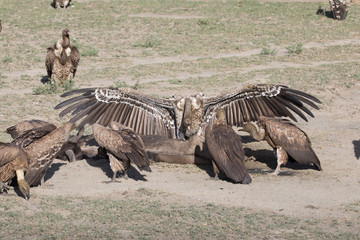 Obraz na płótnie Canvas Vultures Eating Wildebeast