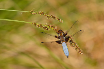 Dragonfly