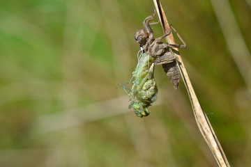 Hatching