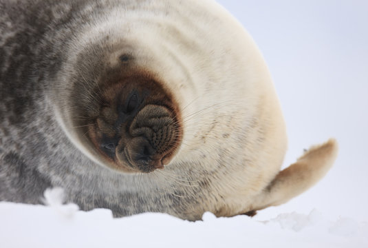 Ringed seal (Pusa hispida) lying on snow, Spitsbergen, Svalbard, March 2009