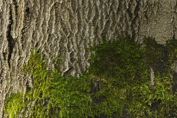 tree bark with moss