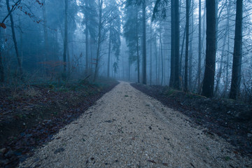 Obraz premium Waldpfad