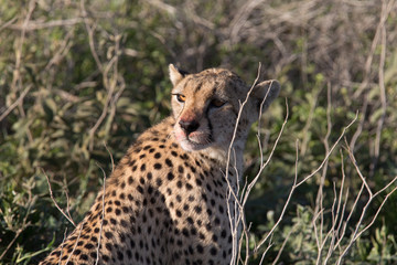Cheetah with Bloody Face