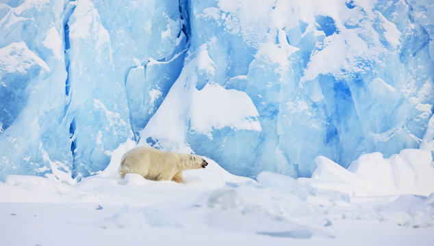 Polar bear (Ursus maritimus) in front of glacier, Spitsbergen, Svalbard, March 2009