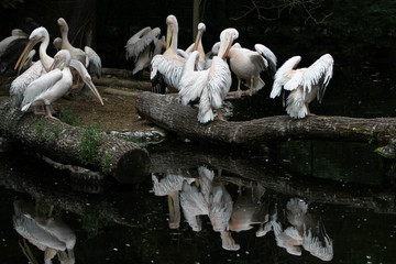 Rosa Pelikan - Pelecanus onocrotalus