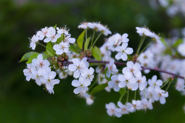 branch of cherry blossoms