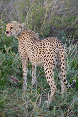 Cheetah with Gazelle Hunt