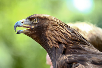 Raubadler - Aquila rapax