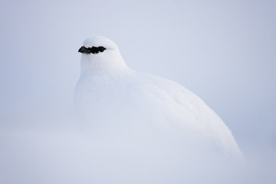 Rock ptarmigan (Lagopus mutus hyperborea) in snow, Spitsbergen, Svalbard, March 2009