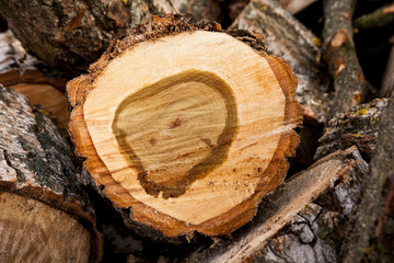 Tronco cortado © Pablo de la Sierra