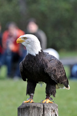 Weißkopfseeadler - Haliaeetus leucocephalus