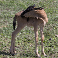 Wildebeast Calf