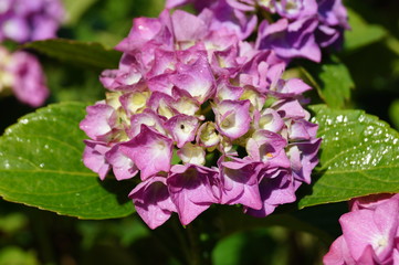 Naklejka premium Hydrangea macrophylla - Beautiful bush of hydrangea flowers in a garden 