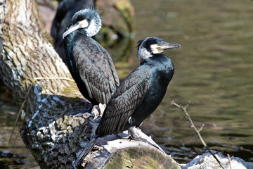 Kormoran - Phalacrocorax carbo