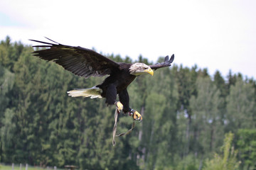 Weißkopfseeadler - Haliaeetus leucocephalus