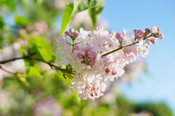 blooming lilac flower - soft focus
